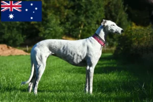 Read more about the article Greyhound Züchter und Welpen in Australien