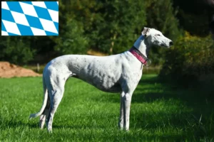 Mehr über den Artikel erfahren Greyhound Züchter und Welpen in Bayern