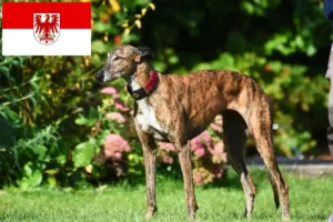 Read more about the article Greyhound Züchter und Welpen in Brandenburg