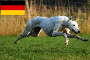 Read more about the article Greyhound Züchter und Welpen in Deutschland