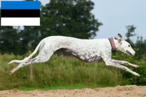 Read more about the article Greyhound Züchter und Welpen in Estland