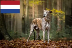 Read more about the article Greyhound Züchter und Welpen in den Niederlanden