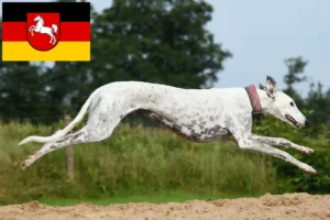 Read more about the article Greyhound Züchter und Welpen in Niedersachsen