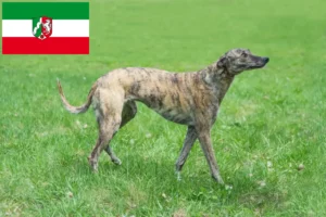 Read more about the article Greyhound Züchter und Welpen in Nordrhein-Westfalen