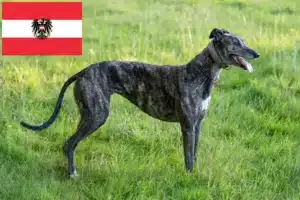 Read more about the article Greyhound Züchter und Welpen in Österreich