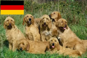 Read more about the article Griffon Fauve de Bretagne Züchter und Welpen in Deutschland