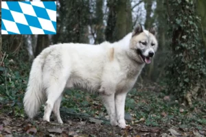 Read more about the article Grönlandhund Züchter und Welpen in Bayern