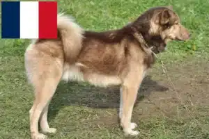 Read more about the article Grönlandhund Züchter und Welpen in Frankreich