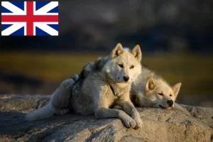 Read more about the article Grönlandhund Züchter und Welpen in Großbritannien