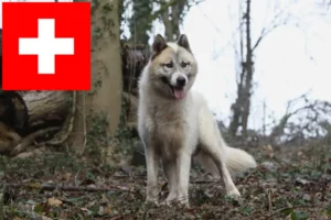 Mehr über den Artikel erfahren Grönlandhund Züchter und Welpen in der Schweiz