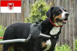 Mehr über den Artikel erfahren Großer Schweizer Sennenhund Züchter und Welpen in Brandenburg