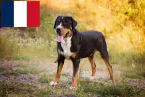 Mehr über den Artikel erfahren Großer Schweizer Sennenhund Züchter und Welpen in Frankreich