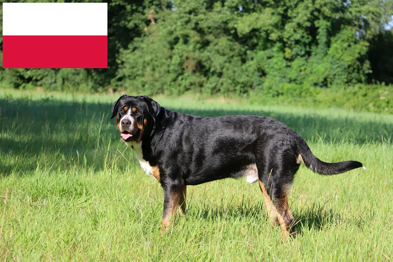 Großer Schweizer Sennenhund Welpen und Züchter Polen Hier findest Du Große Schweizer Sennenhunde Züchter in Polen.