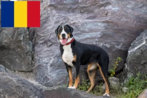 Mehr über den Artikel erfahren Großer Schweizer Sennenhund Züchter und Welpen in Rumänien