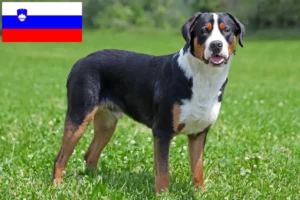 Mehr über den Artikel erfahren Großer Schweizer Sennenhund Züchter und Welpen in Slowenien