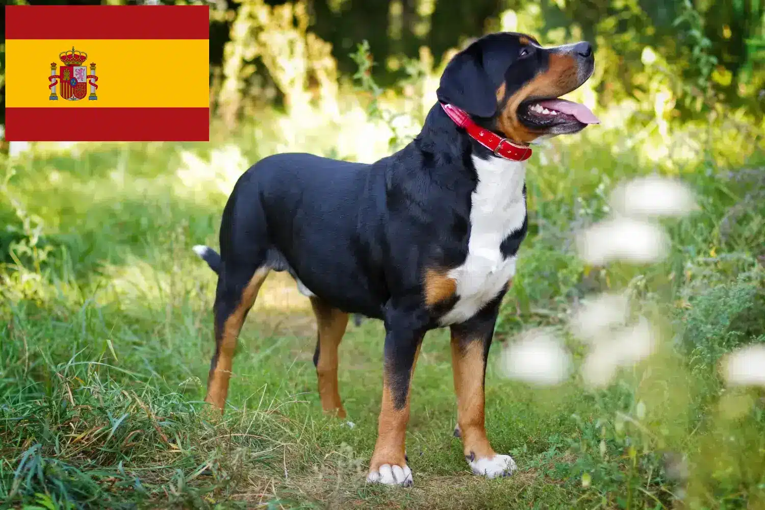 Großer Schweizer Sennenhund Welpen und Züchter Spanien Hier findest Du Große Schweizer Sennenhunde Züchter in Spanien.