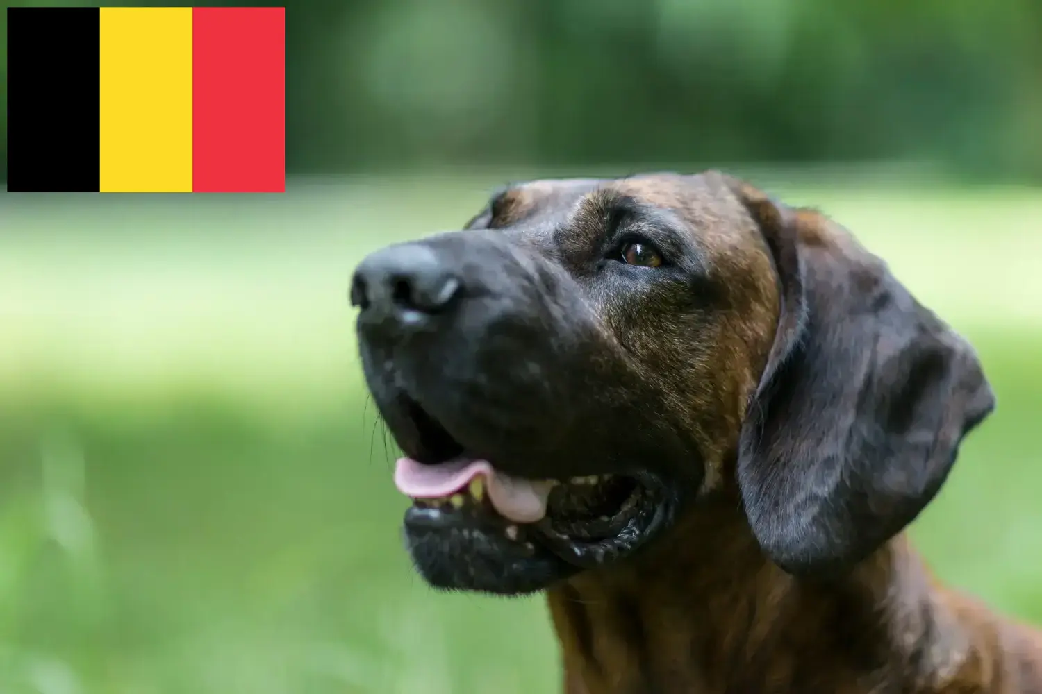 Hannoverscher Schweißhund Welpen und Züchter Belgien Hier findest Du Hannoversche Schweißhunde Züchter in Belgien.