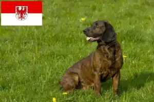 Read more about the article Hannoverscher Schweißhund Züchter und Welpen in Brandenburg