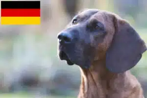 Read more about the article Hannoverscher Schweißhund Züchter und Welpen in Deutschland