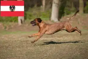 Read more about the article Hannoverscher Schweißhund Züchter und Welpen in Österreich