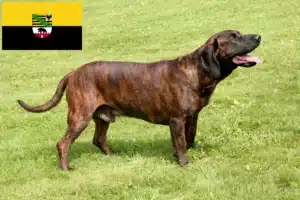 Read more about the article Hannoverscher Schweißhund Züchter und Welpen in Sachsen-Anhalt