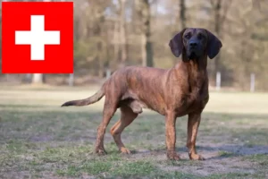 Read more about the article Hannoverscher Schweißhund Züchter und Welpen in der Schweiz