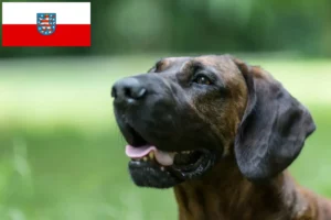 Read more about the article Hannoverscher Schweißhund Züchter und Welpen in Thüringen