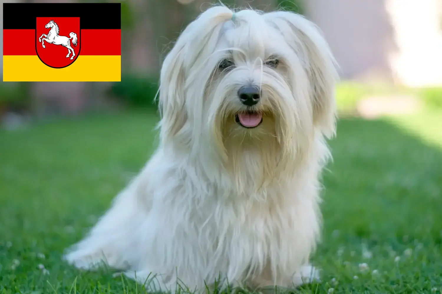 Havaneser Welpen und Züchter Niedersachsen Hier findest Du Havaneser Züchter in Niedersachsen.