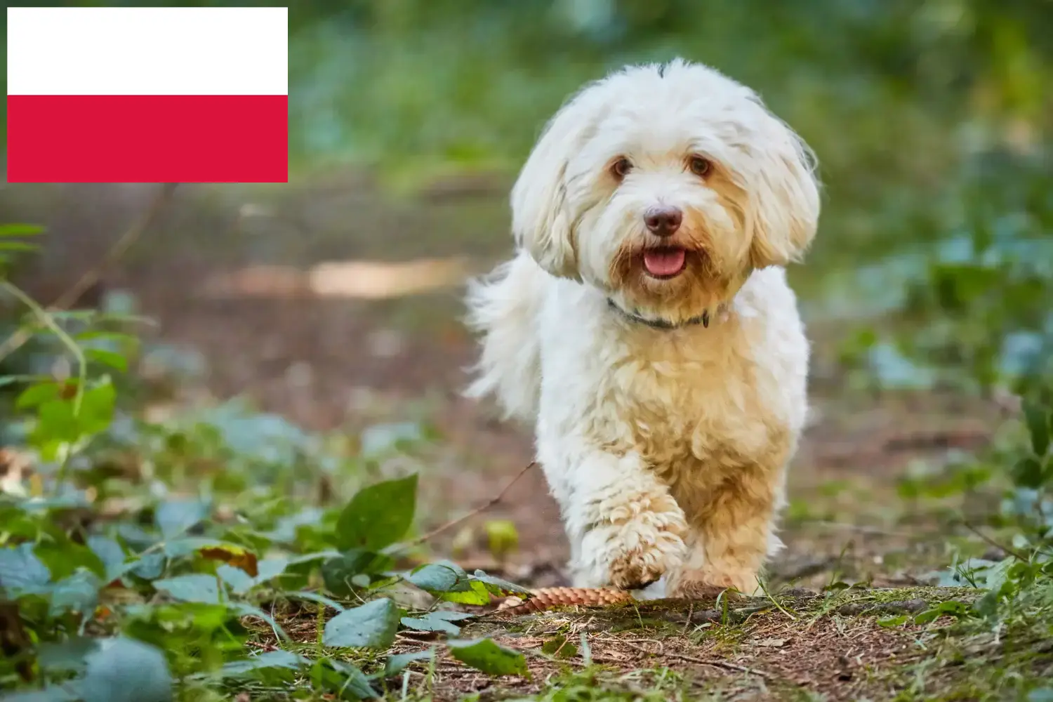 Havaneser Welpen und Züchter Polen Hier findest Du Havaneser Züchter in Polen.