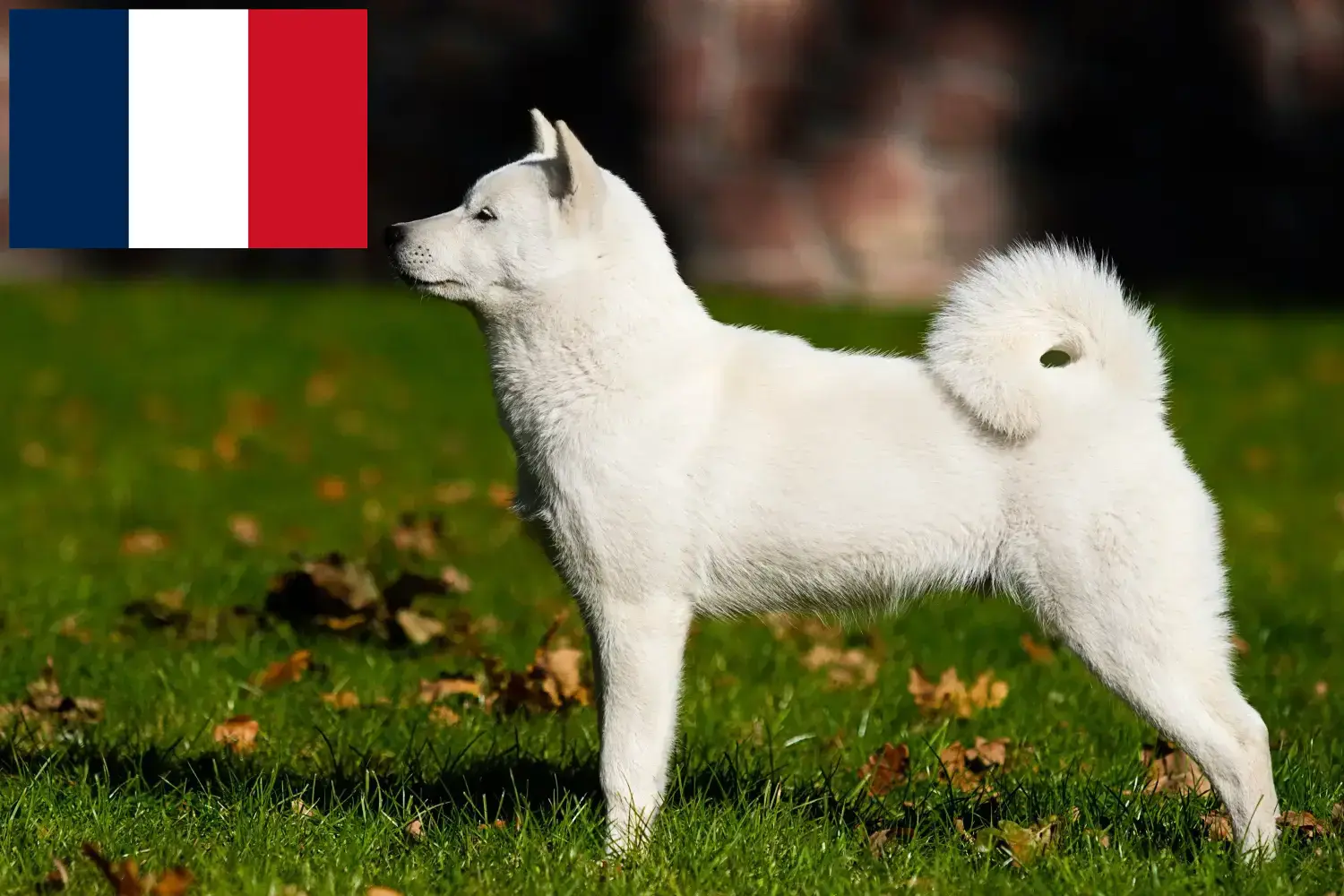 Hokkaido Welpen und Züchter Frankreich Hier findest Du Hokkaidos Züchter in Frankreich.