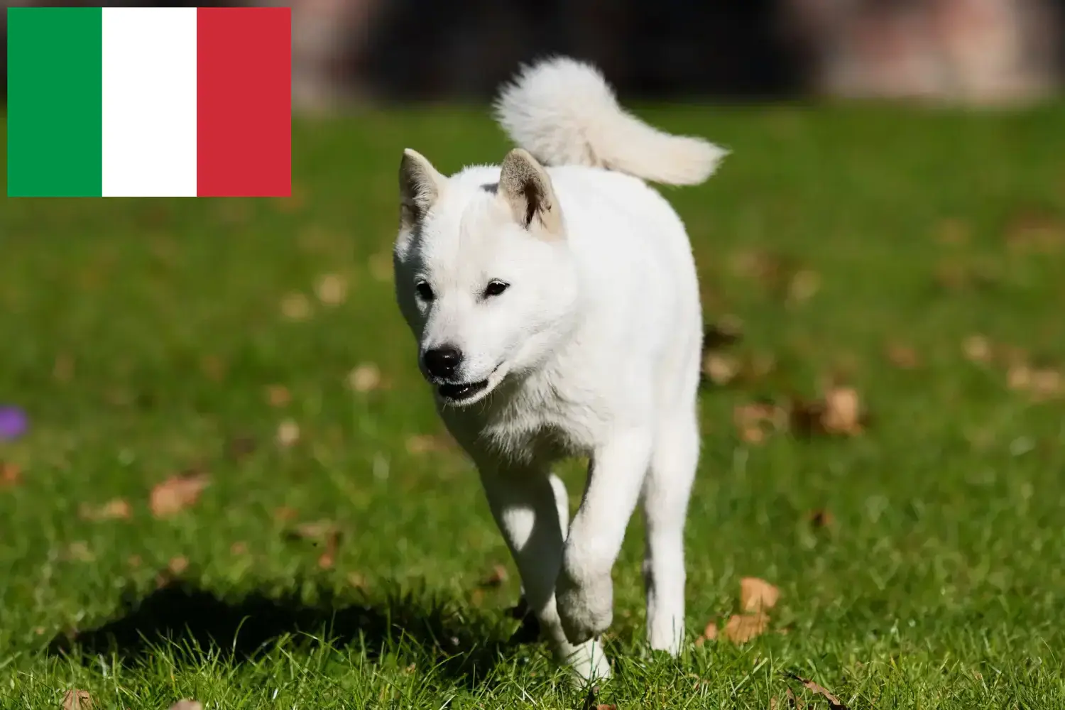 Hokkaido Welpen und Züchter Italien Hier findest Du Hokkaidos Züchter in Italien.