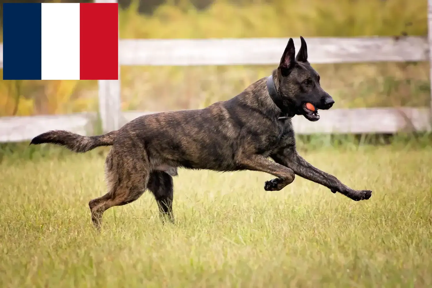 Hollandse Herdershond Welpen und Züchter Frankreich Hier findest Du Hollandse Herdershonden Züchter in Frankreich.