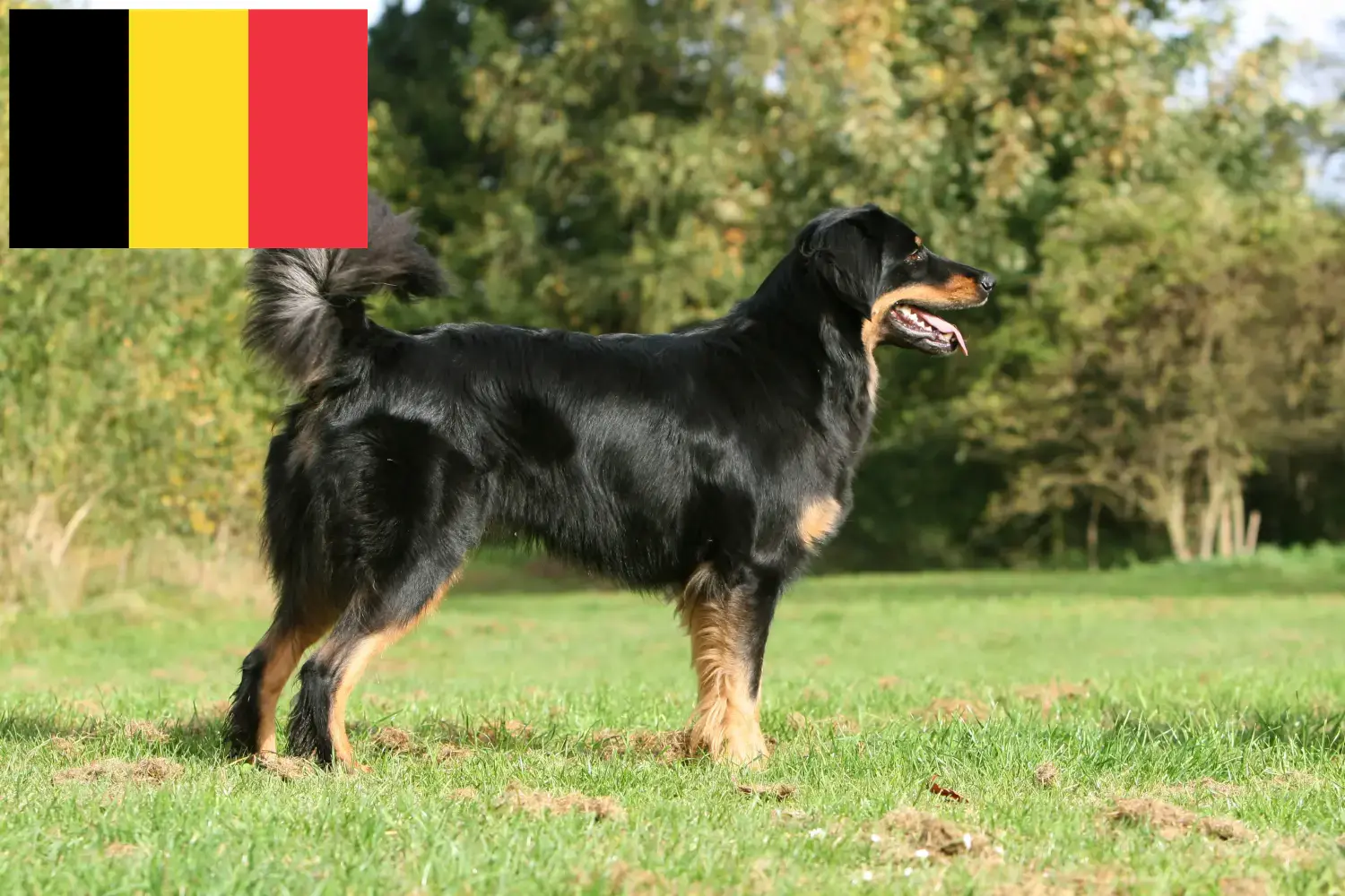 Hovawart Welpen und Züchter Belgien Hier findest Du Hovawarts Züchter in Belgien.