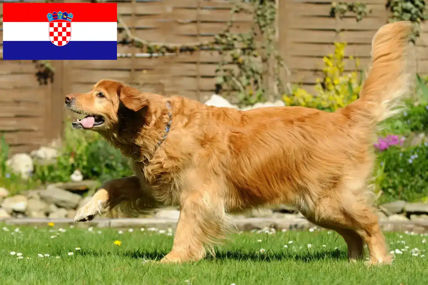 Hovawart Welpen und Züchter Kroatien Hier findest Du Hovawarte Züchter in Kroatien.