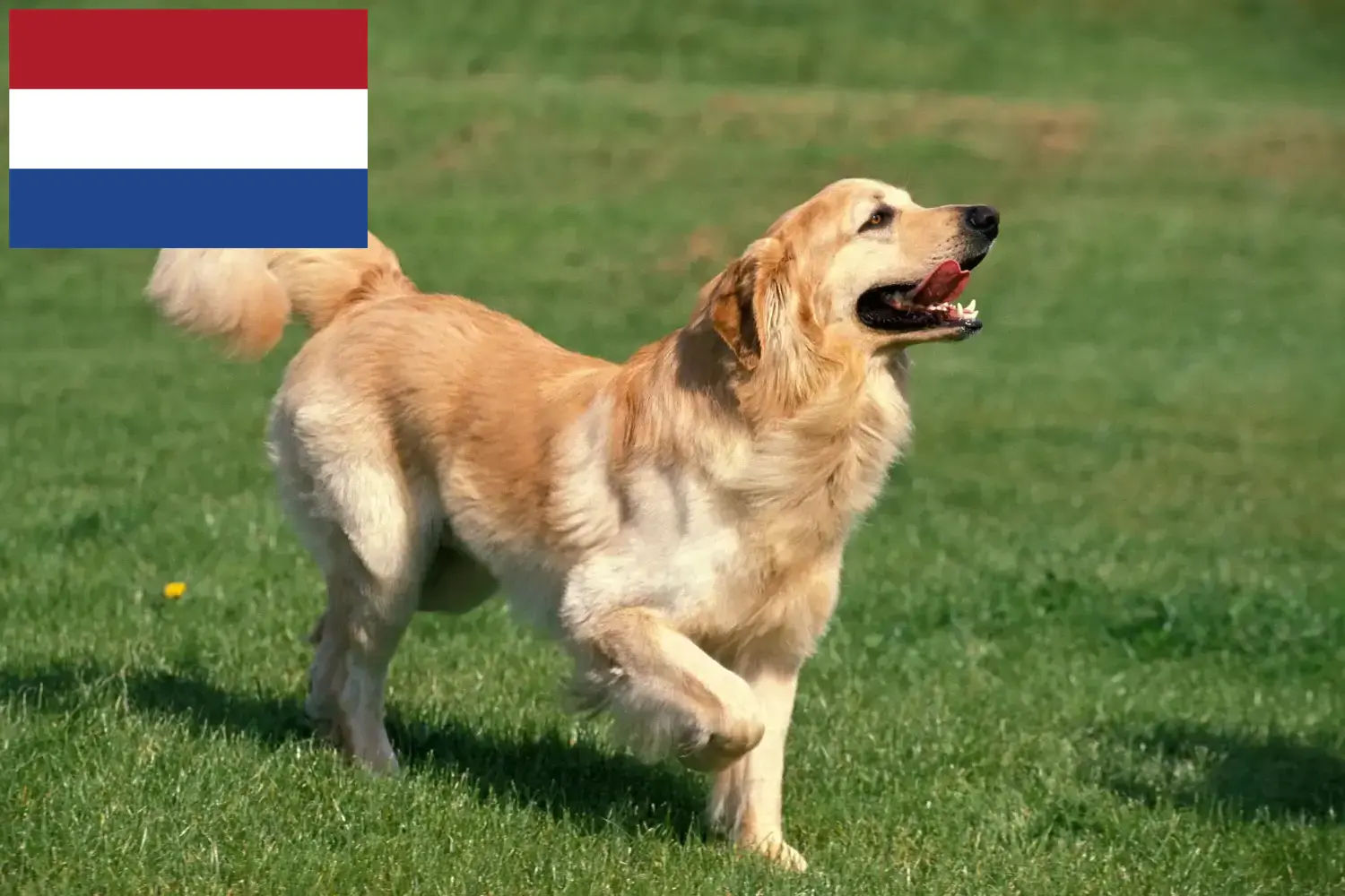 Hovawart Welpen und Züchter Niederlande Hier findest Du Hovawarts Züchter in den Niederlanden.