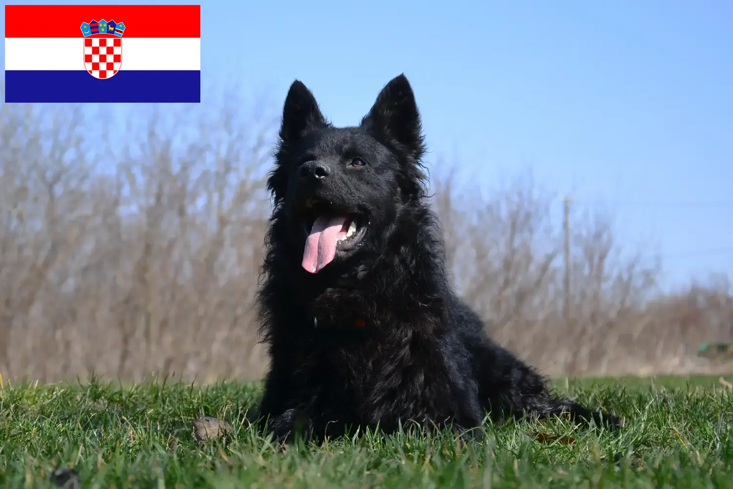Hrvatski ovčar Welpen und Züchter Kroatien Hier findest Du Hrvatski ovčars Züchter in Kroatien.