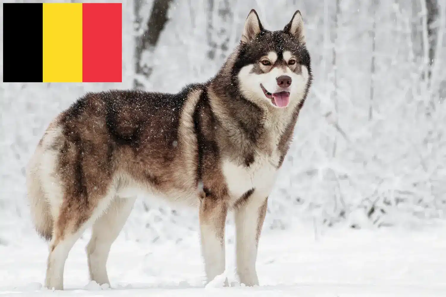 Husky Welpen und Züchter Belgien Hier findest Du Huskys Züchter in Belgien.
