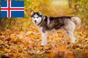 Read more about the article Husky Züchter und Welpen auf Island