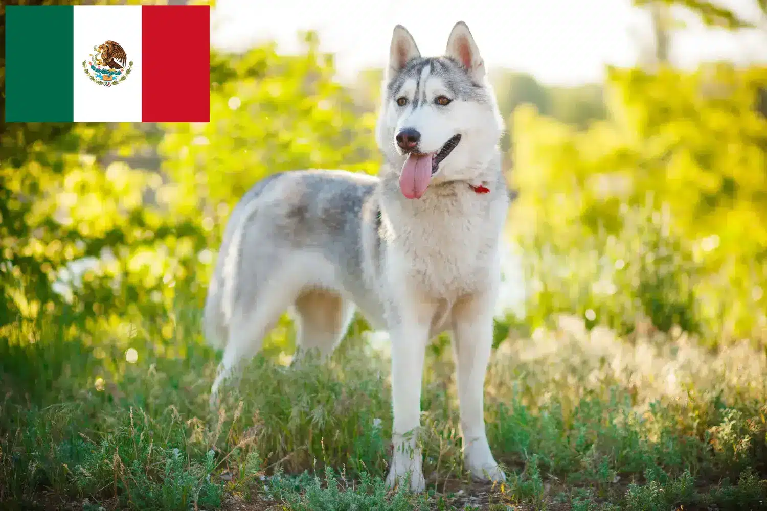 Husky Welpen und Züchter Mexiko Hier findest Du Huskys Züchter in Mexiko.