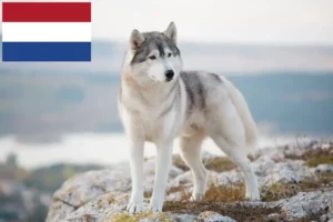 Read more about the article Husky Züchter und Welpen in den Niederlanden