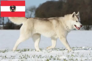 Read more about the article Husky Züchter und Welpen in Österreich