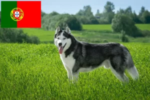 Read more about the article Husky Züchter und Welpen in Portugal