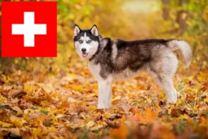 Read more about the article Husky Züchter und Welpen in der Schweiz