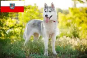 Read more about the article Husky Züchter und Welpen in Thüringen