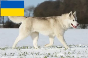 Read more about the article Husky Züchter und Welpen in der Ukraine