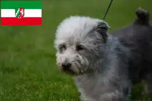 Read more about the article Irish Glen of Imaal Terrier Züchter und Welpen in Nordrhein-Westfalen