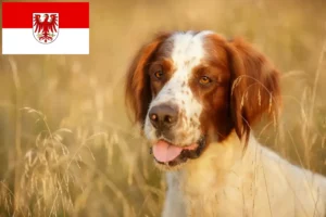 Read more about the article Irish Red and White Setter Züchter und Welpen in Brandenburg