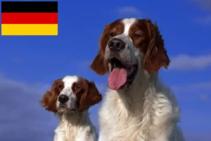 Read more about the article Irish Red and White Setter Züchter und Welpen in Deutschland