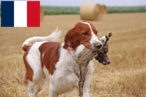 Read more about the article Irish Red and White Setter Züchter und Welpen in Frankreich