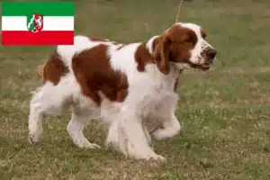 Read more about the article Irish Red and White Setter Züchter und Welpen in Nordrhein-Westfalen